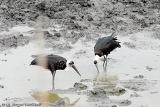 Wollhalsstorch (2 von 4).jpg